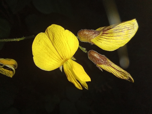 Rhynchosia caribaea, photograph 6