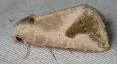 Eublemma admota