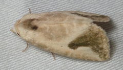 Eublemma admota