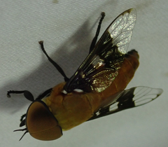Ancala africana