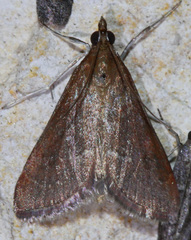 Pyrausta atropurpuralis