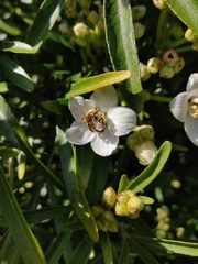 Andrena bicolor