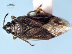 Chilacis typhae