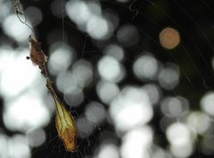 Arachnura melanura