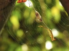 Arachnura melanura