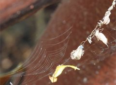 Arachnura melanura