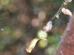 Arachnura melanura