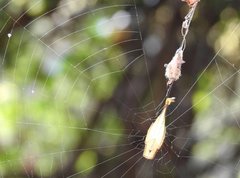 Arachnura melanura