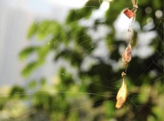 Arachnura melanura