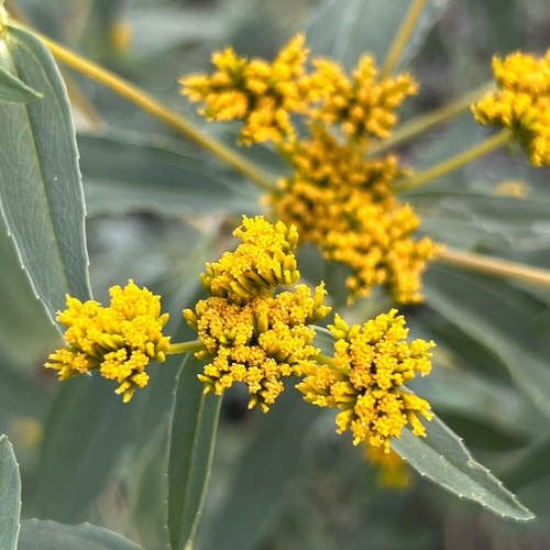 Flaveria bidentis, photograph 4