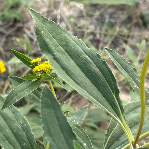 Flaveria bidentis, photograph 6