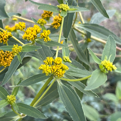 Flaveria bidentis, photograph 3
