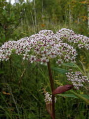 Ostericum tenuifolium