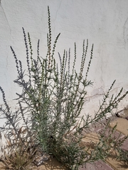 Reseda muricata