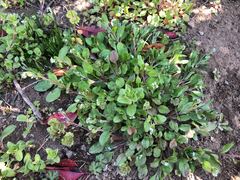 Trigonotis peduncularis