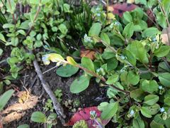 Trigonotis peduncularis