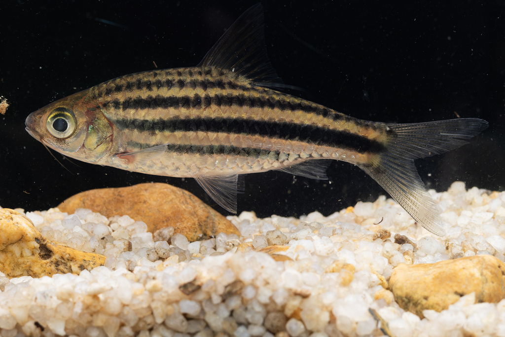 Melon barb (Desmopuntius johorensis) — Cyprinidae