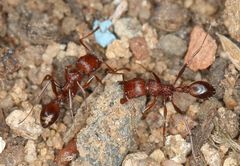 Tetramorium sericeiventre