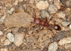 Tetramorium sericeiventre