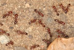 Tetramorium sericeiventre