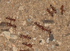 Tetramorium sericeiventre