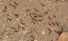 Tetramorium sericeiventre