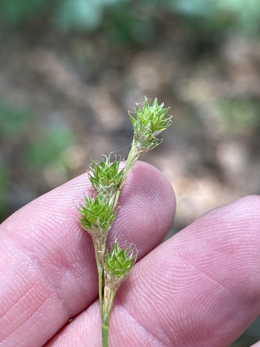 Fescue sedge (Carex festucacea)