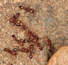 Tetramorium sericeiventre