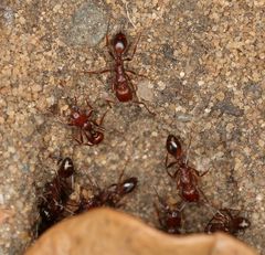 Tetramorium sericeiventre