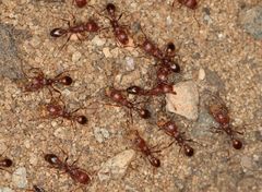 Tetramorium sericeiventre