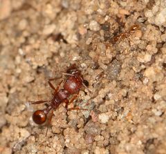 Tetramorium sericeiventre