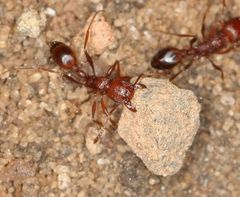 Tetramorium sericeiventre
