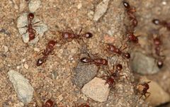 Tetramorium sericeiventre