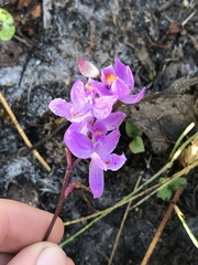 Calopogon multiflorus
