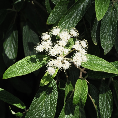 Leatherleaf arrowwood (Viburnum rhytidophyllum)