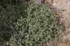 Sphaeralcea ambigua rugosa