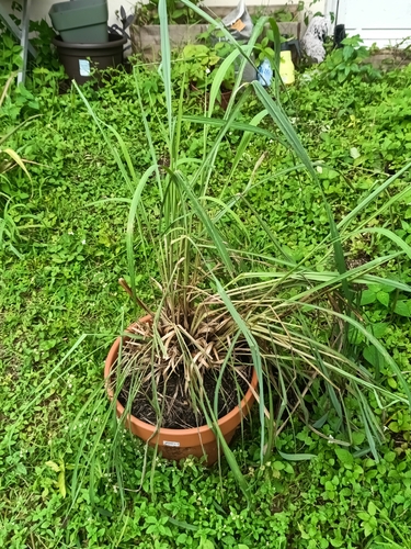 Cymbopogon citratus, photograph 3