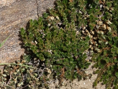 Selaginella eremophila
