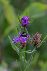 Centaurea jacea