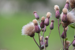 Cirsium arvense