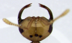 Odontofroggatia galili