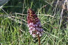 Orchis purpurea