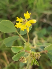 Trigonella glabra