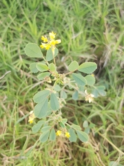 Trigonella glabra