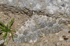 Coenotephria ablutaria