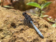 Orthetrum julia