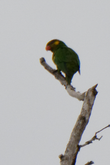 Yellow-cheeked Lorikeet (Trichoglossus meyeri), photo 5