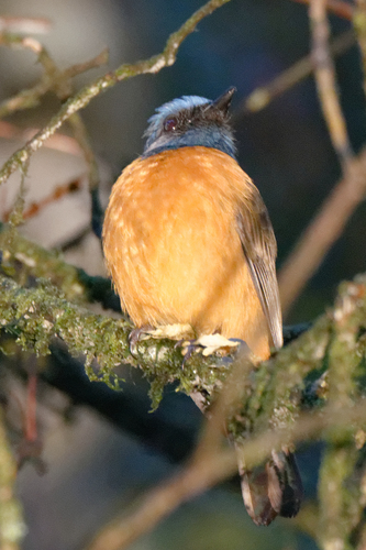 Blue-fronted Blue Flycatcher (Eumyias hoevelli), photo 5