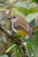 Pachycephala sulfuriventer