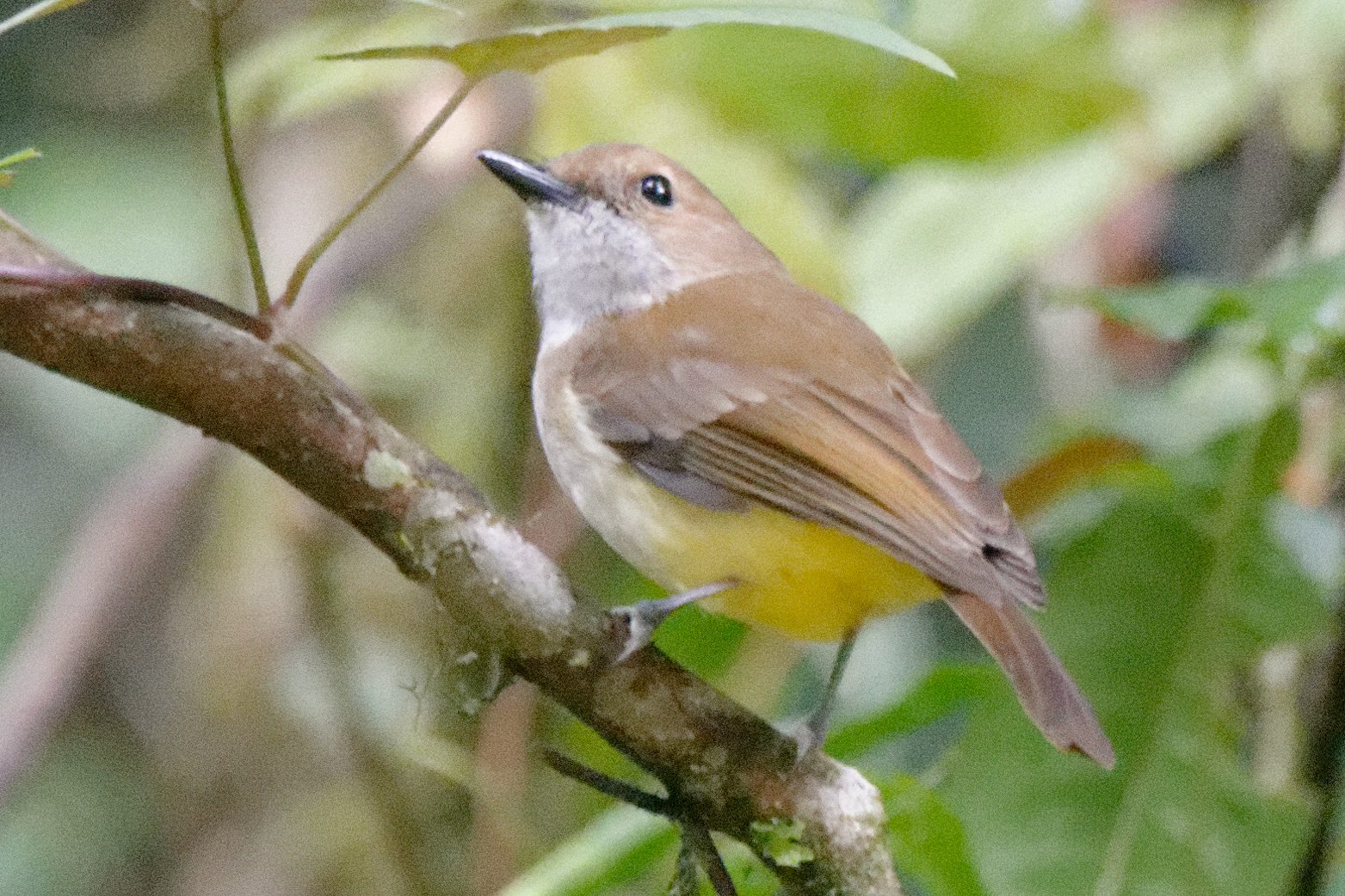 Sulphur-vented Whistler (Pachycephala sulfuriventer), photo 10